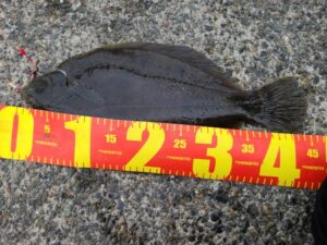 東京湾 カレイ釣り 時期