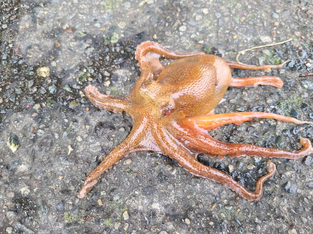 タコ釣り仕掛け　最強