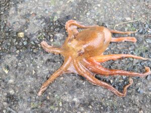タコ釣り仕掛け　最強